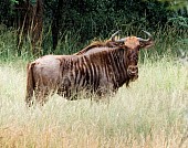 Golden Wildebeest with Head Turned