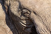African Elephant, Detail of Face and Eye