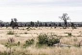 Kruger Park Scenic