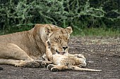 Lioness Licking Cub