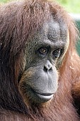 Captive Orangutan