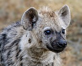 Hyena Cub