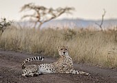 Male Cheetah at Dusk