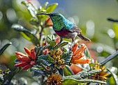 Southern Double-collared Sunbird