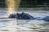 Hippo Exhaling Explosively