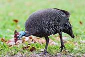 Helmeted Guineafowl Foraging for Food