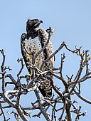 Martial Eagle