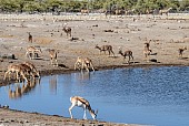 Impala and Springbok at Waterhole