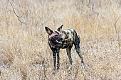 Wild Dog art reference image