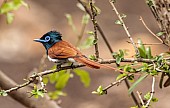 African Paradise-flycatcher