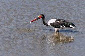 Saddle-billed Stork Foraging