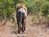 Lion Male Walking Away from Camera