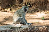 Vervet Monkey