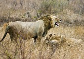 Male Lion Standing in Rain