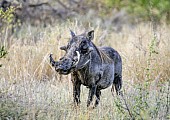 Warthog Boar