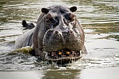 Hippo Head, Close-up