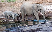 Mother Elephant and Juveniles