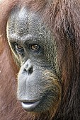 Captive Orangutan