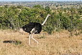 Ostrich Male