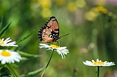 Gaudy Commodore Butterfly Reference Photo