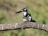 Pied Kingfisher