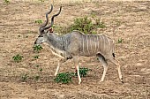 Kudu Bull, Kruger National Park