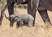 Elephant Baby and Mother