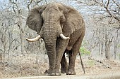 Big Tusker Elephant Bull