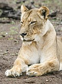 Lioness Looking Dozy