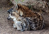 Hyena Mother and Youngster