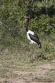 Saddle-billed Stork