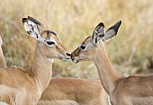 Affectioinate Impala Fawns
