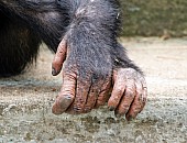 Chimpanzee Hands, Close-Up