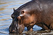 Hippo Standing in Shallows