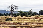 Lower Zambezi Scenic