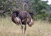 Ostrich Female