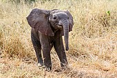 Baby Elephant