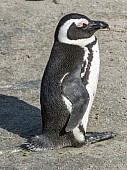 African Penguin