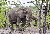 Bull Elephant Chilling