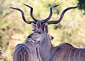 Kudu Bull Pair