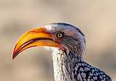 Southern Yellow-billed Hornbill Close-up, in Profile