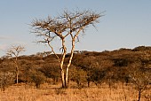 African Acacia Trees in Winter Colours