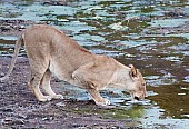 Lioness Crouching to Drink