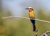 White-fronted Bee-eater