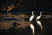 Great Egrets Reflected