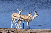 Springbok Trio at waterhole