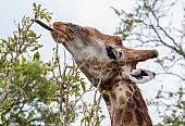 Giraffe plucking twig and leaves using amazing tongue
