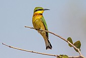 Little Bee-eater