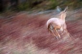 Steenbok Taking Flight