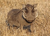 Warthog